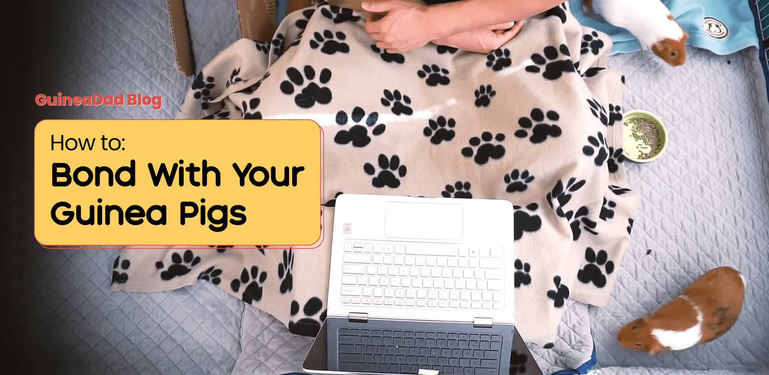 Bond With Your Guinea Pig Get a Guinea Pig to Like You GuineaDad