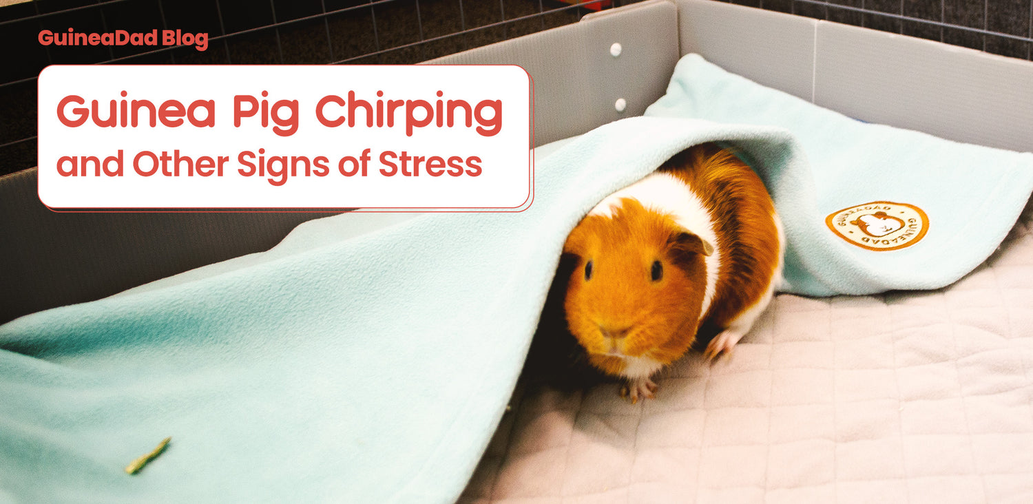 Guinea Pig Chirping and Other Signs of Stress GuineaDad