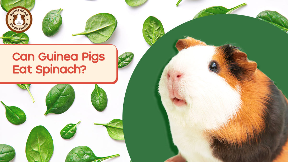 GuineaDad Food Blog: Can Guinea Pigs Eat Spinach?(with Infographic)