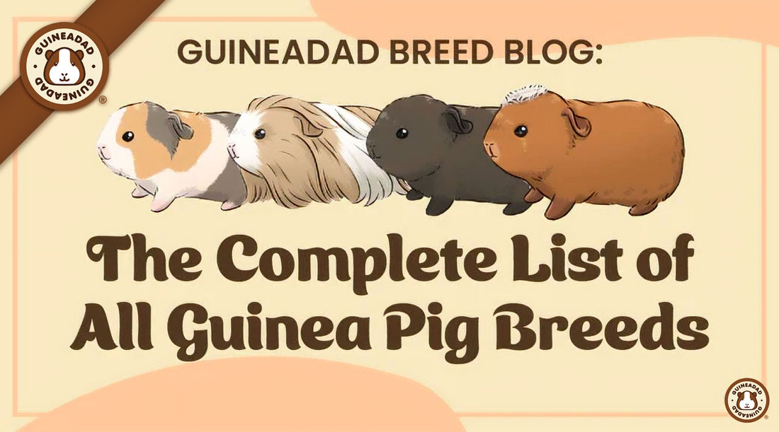 The Complete List of Guinea Pig Breeds