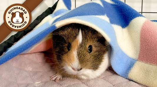 A tricolor guinea pig comfortably peeks out from beneath a soft fleece liner, with a serene expression, in a habitat designed for warmth and security.