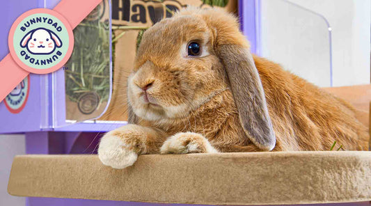  A rabbit with orange and brown fur on a "BunnyLet" A "BunnyDad" logo in the background, and a Hay Pod, a common rabbit feed, is also visible.