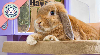 Bumblefoot Prevention: Secrets to Protect Rabbit Health | BunnyDad ...