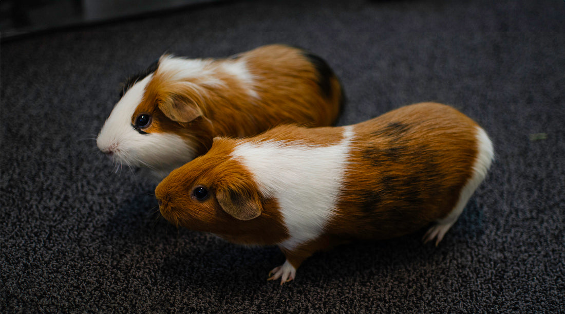 Two guinea pigs, named Peanut and Tofu, with brown and white fur standing side by side on a dark carpeted surface, both looking attentively towards the same direction.