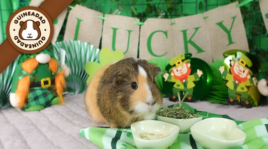 A guinea pig in front of a festive St. Patrick's Day setup with decorations, bowls of food, and a 'LUCKY' banner, complete with a GuineaDad brand logo.