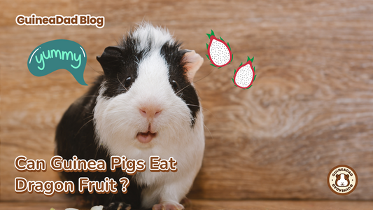 can guinea pig eat dragon fruit