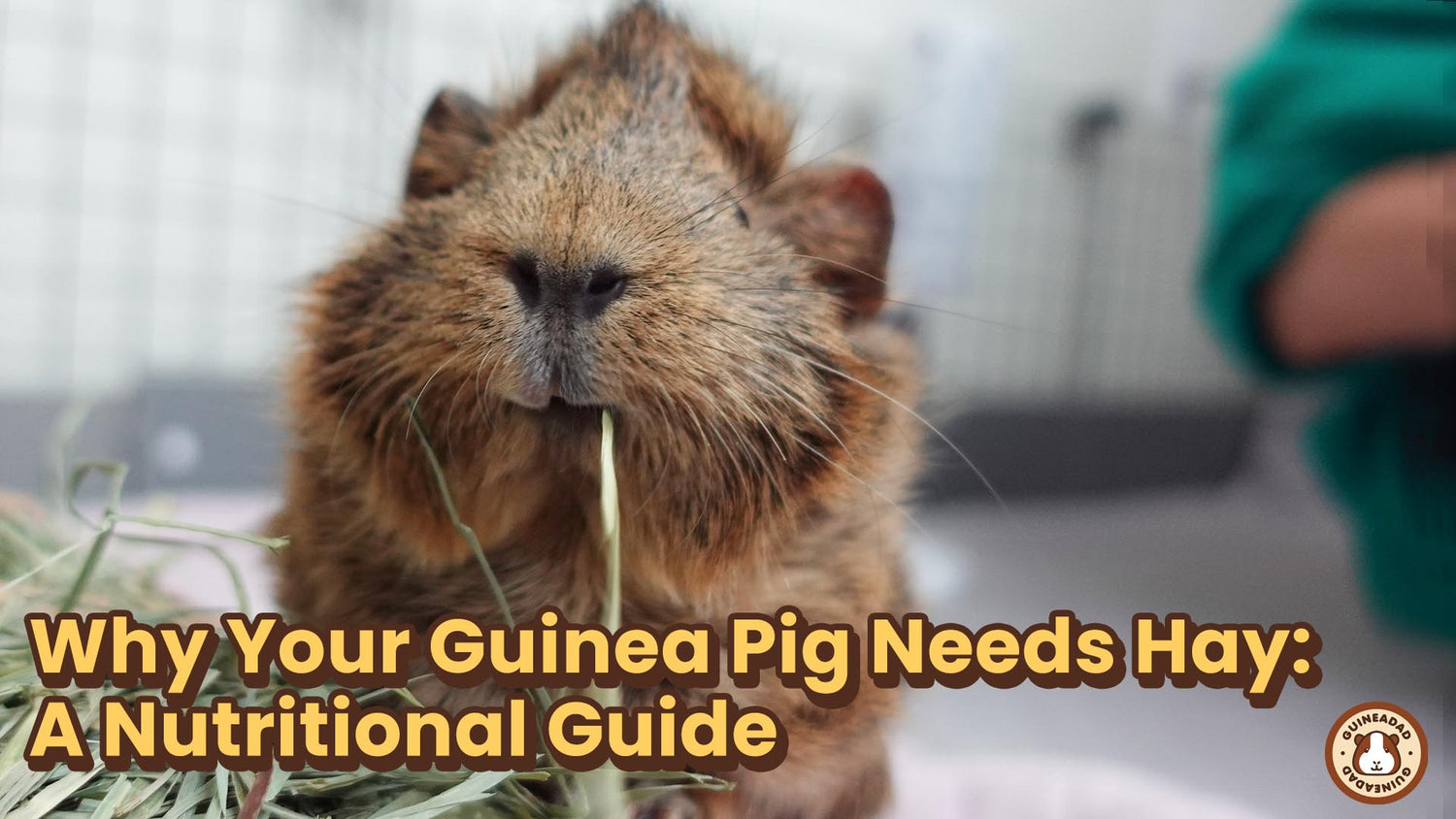 Guinea Pigs Prefer This Hay photo