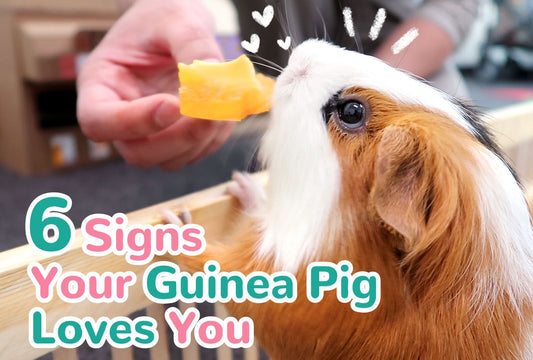 Title image of guinea pig reaching out for a treat with a title 6 signs your guinea pig loves you and tips to ultimate bonding. Read this blog to understand how to successfully bond with your guinea pig so they are no longer afraid