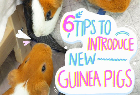 Are you getting a new guinea pig? Not sure how to introduce them? Read this post, Bonding new guinea pigs to understand the steps to successfully bond guinea pigs