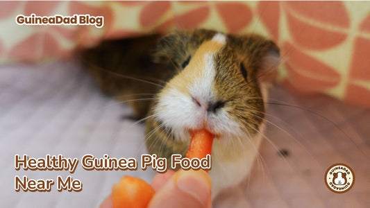 The GuineaDad Blog: Healthy Guinea Pig Food Near Me.  A person is giving a carrot to a cute guinea pig.