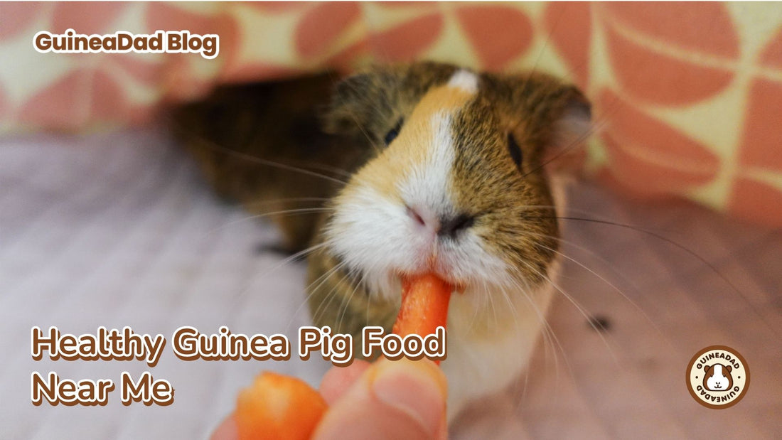 The GuineaDad Blog: Healthy Guinea Pig Food Near Me.  A person is giving a carrot to a cute guinea pig.