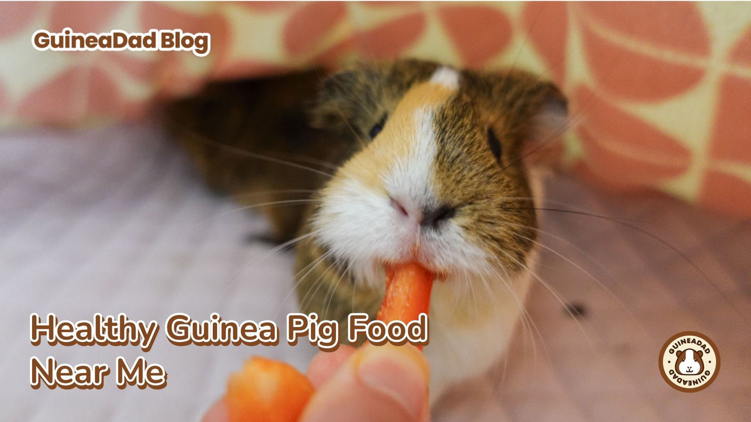 Curated visual reference: Fresh Look at Healthy Guinea Pig Food Near Me