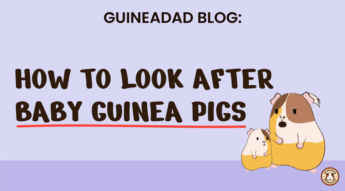 How to look after baby guinea pigs