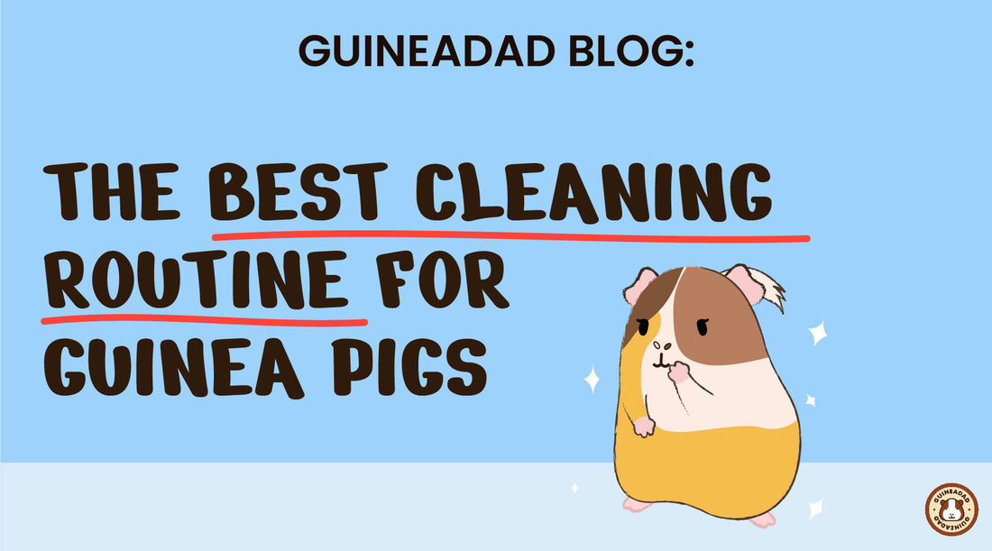 the best cleaning routine for guinea pigs