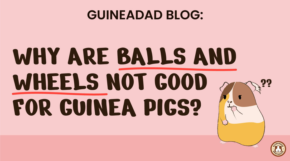 Why are exercise wheels and balls bad for guinea pigs?