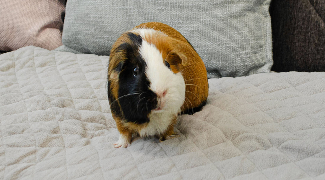 Tofu, a tricolor guinea pig, sitting comfortably on a GuineaDad Fleece Liner.