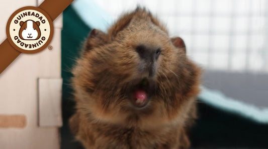 Thumbnail image of Ru, a brown Abyssinian guinea pig, with mouth open wide, tongue out, and teeth visible, symbolizing the playful and expressive nature of guinea pigs.