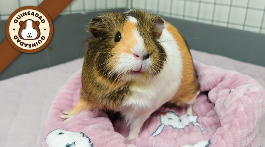 Guinea pig Mi enjoying playtime on a comfortable sofa from GuineaDad's Piggy Play Package, highlighting the joy and enrichment of pet playtime.