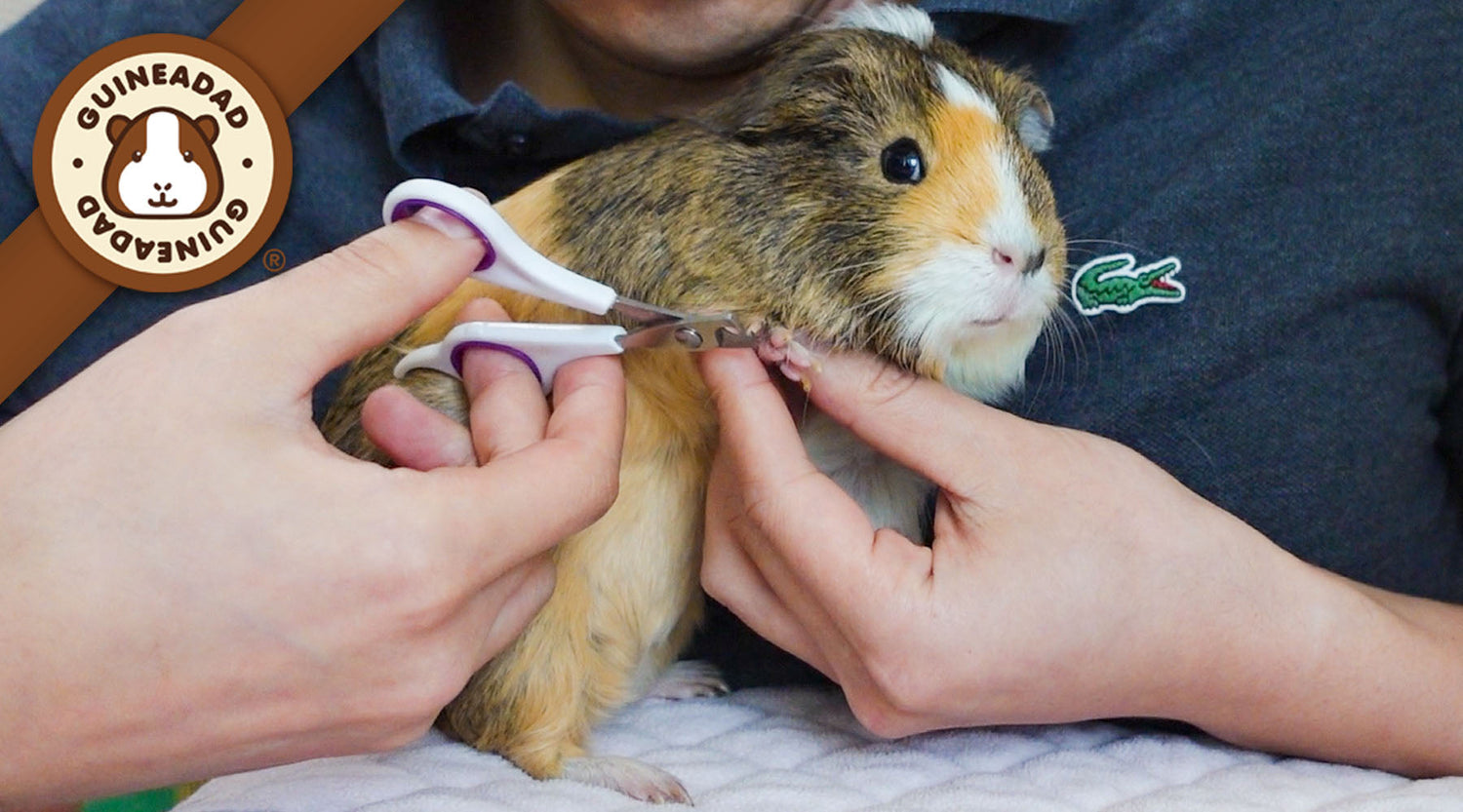 Step-by-Step Guide on How to Cut Your Guinea Pig's Nails | GuineaDad