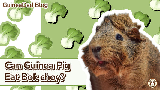 can guinea pigs eat bok choy?