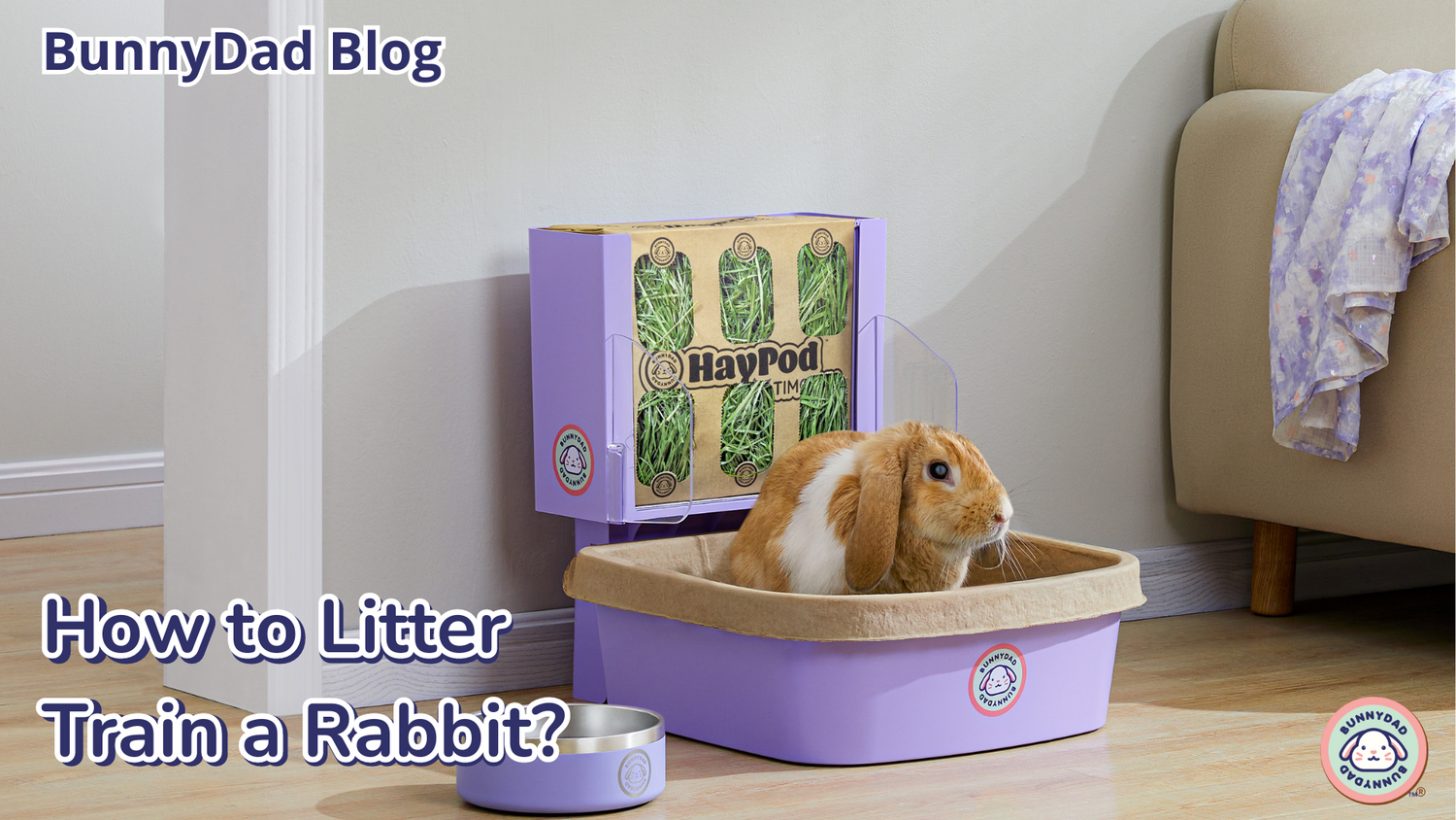 How to Litter Train a Rabbit – GuineaDad