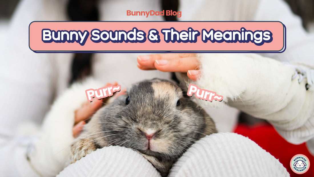 Bunny Sounds & There meanings Thumbnails.  A cute bunny is being petted.