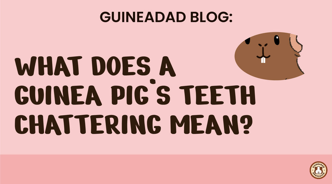 what does guinea pig's teeth chattering mean?