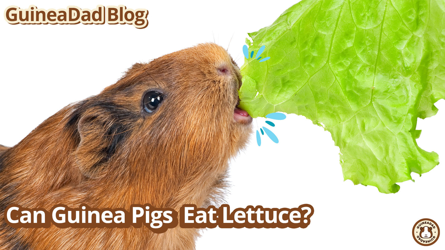 GuineaDad Food Blog: Can guinea pigs eat lettuce? (2023 Update!)