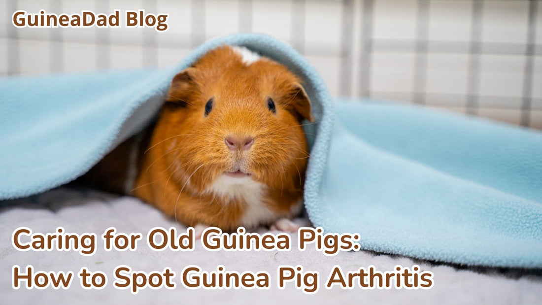 Guinea Pig Arthritis, Arthritis in guinea pigs