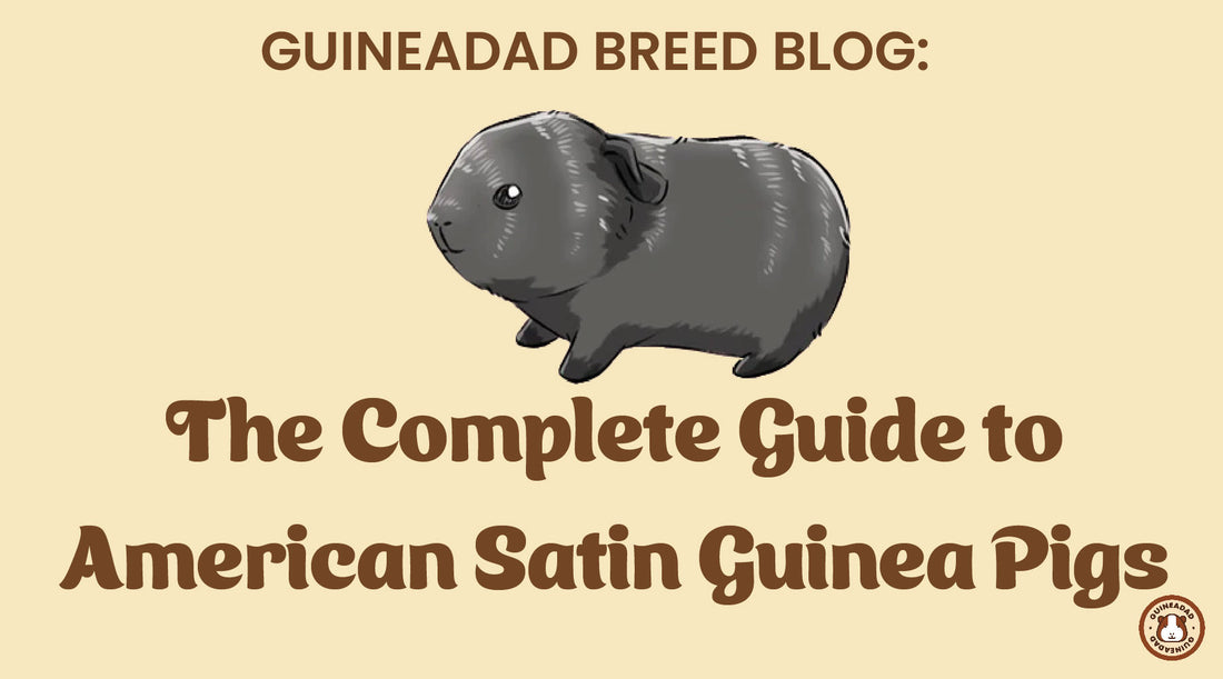 The complete guide to American Satin Guinea Pigs