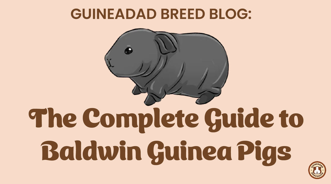 The complete guide to baldwin guinea pigs