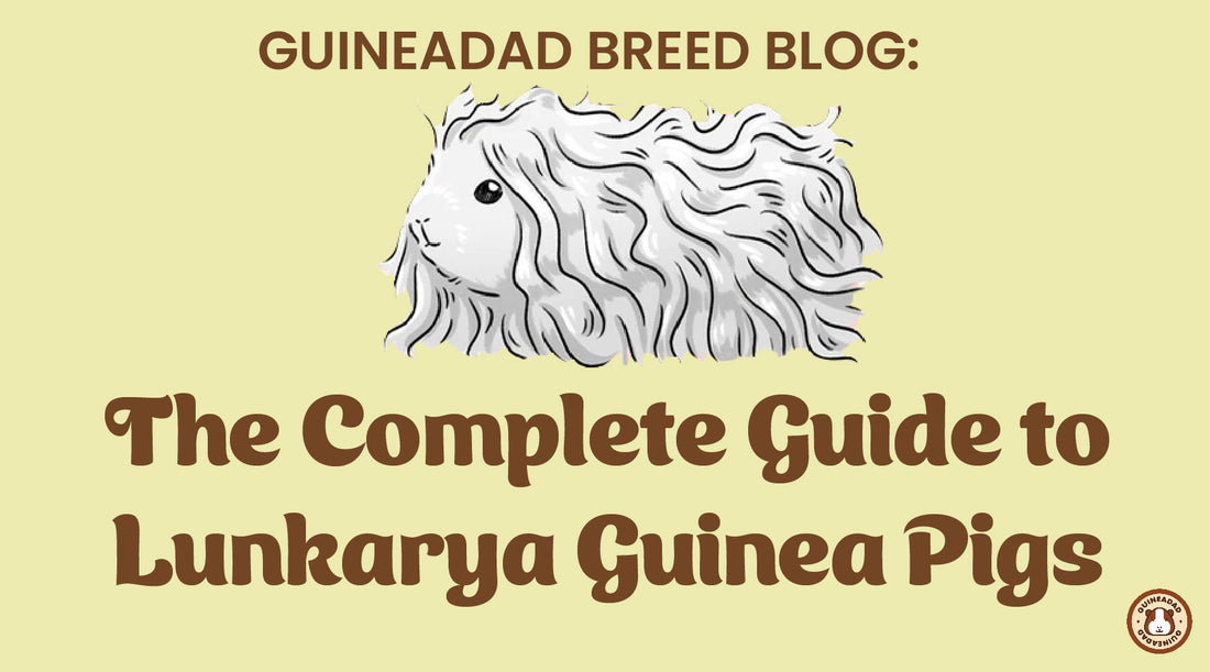 The complete guide to lunkarya guinea pigs