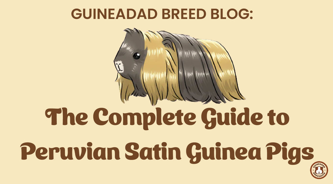 The complete guide to Peruvian Satin Guinea Pigs