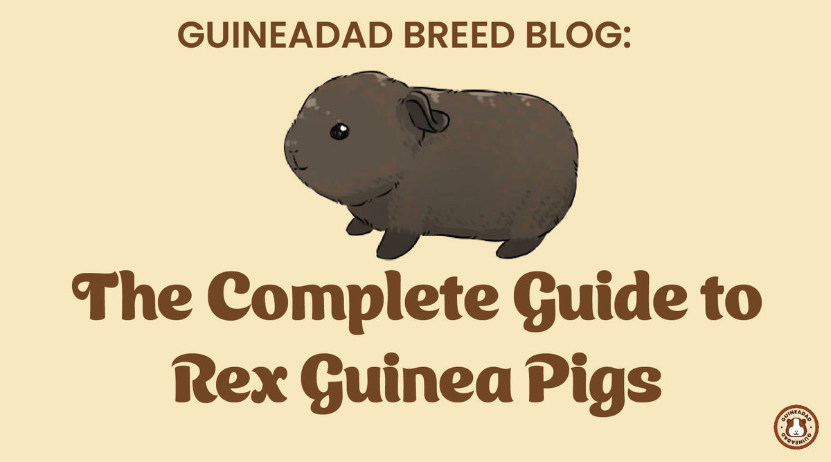 The Complete Guide to Rex Guinea Pigs – GuineaDad