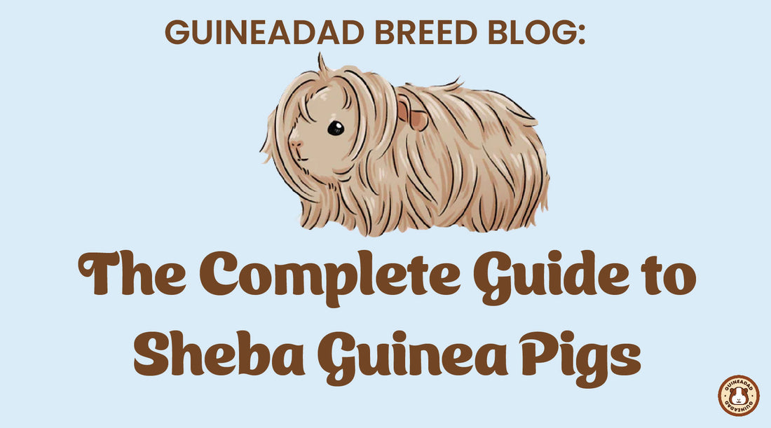 The Complete Guide to Sheba Guinea Pigs