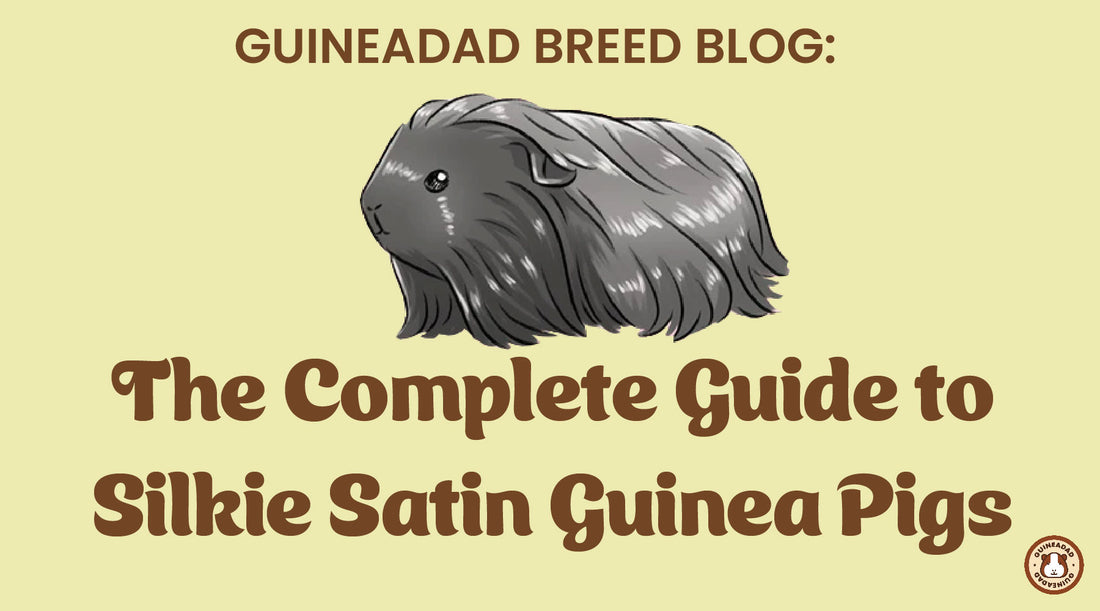 The complete guide to silkie satin guinea pigs