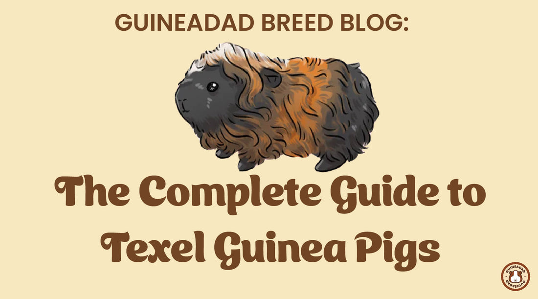 The complete guide to texel guinea pigs