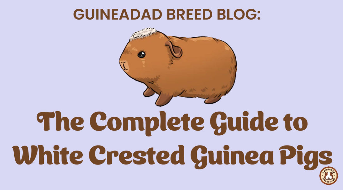 The Complete Guide to White Crested Guinea Pigs