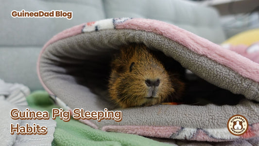 guinea pig sleeping habits