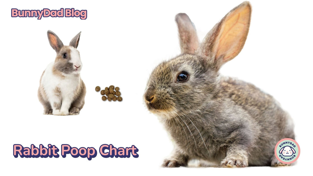Rabbit Poop Chart - How to tell if your bunny's poop is healthy