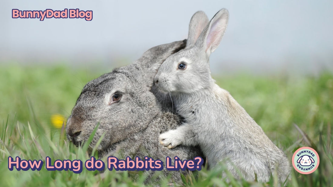 How long do rabbits live? - What is the domestic rabbit lifespan