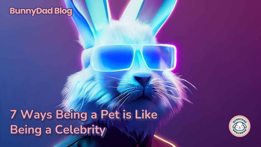 “7 Ways Being a Pet is Like Being a Celebrity”