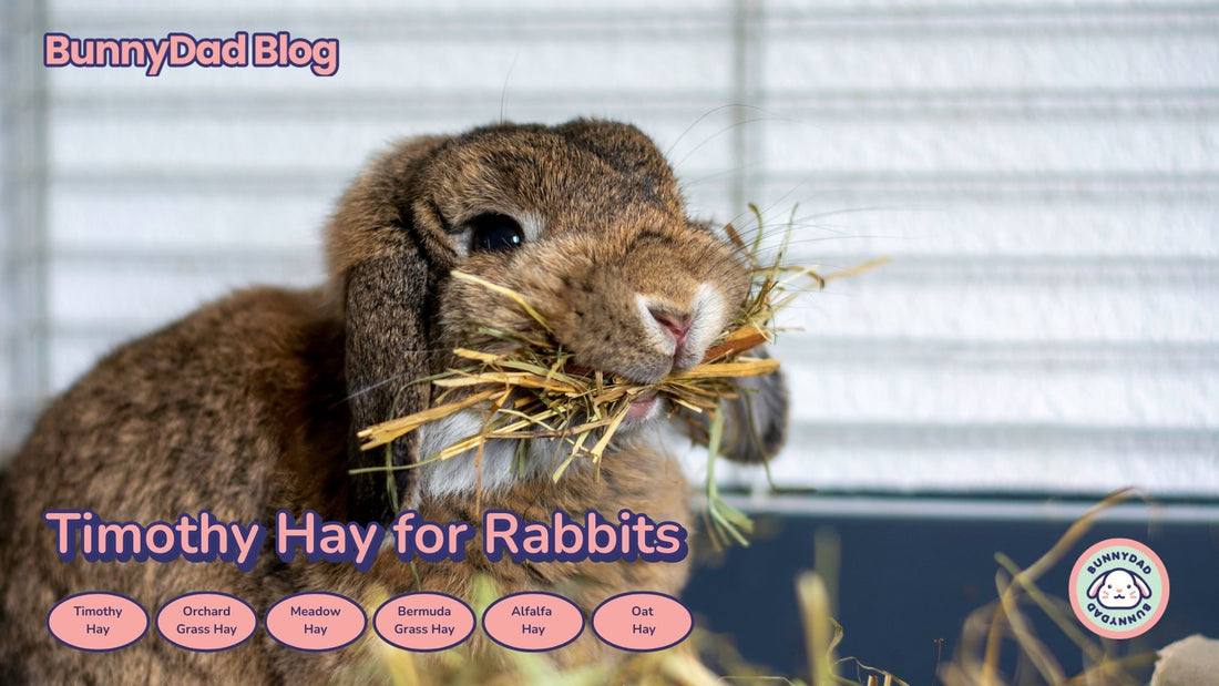 What is the best hay for rabbits? Timothy and Orchard hays are best, but you can learn about all the different options here.