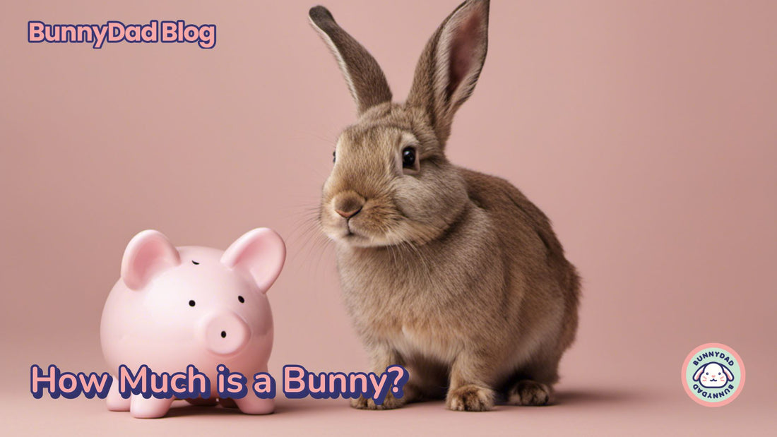 How Much Does a Rabbit Cost? (plus ongoing monthly costs)