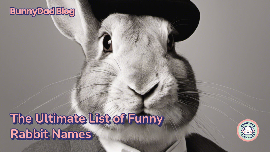 The Ultimate List of Funny Rabbit Names