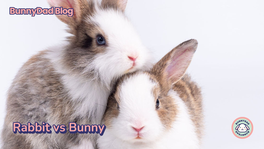 cute rabbits, cute bunnies , bunny vs rabbit, rabbit vs bunny