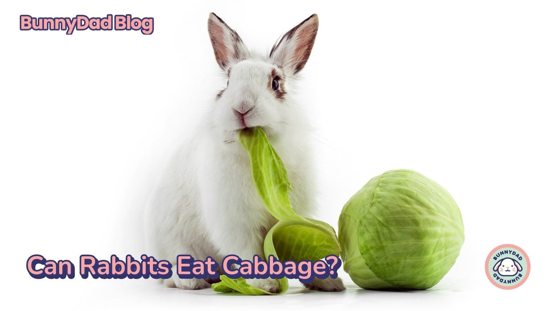 Can Rabbits Have Cabbage? Crucial Feeding Tips!