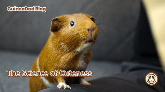 The Science of Cuteness