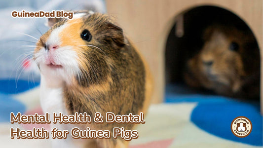 Mental Health & Dental Health for Guinea Pigs