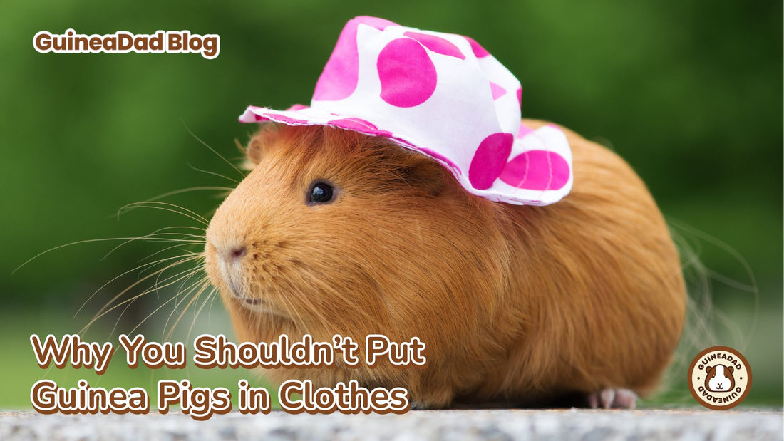 Why clothes are bad for guinea pigs
